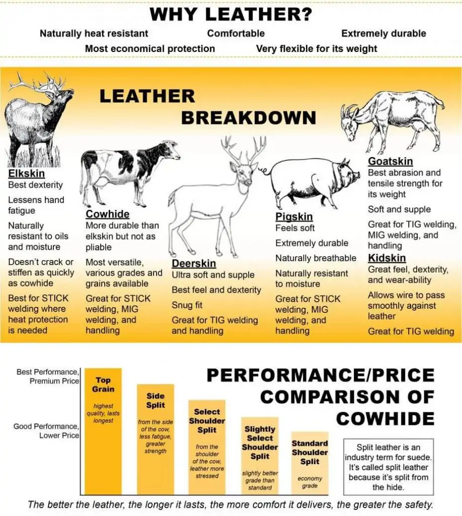 gambar infografis perbedaan bahan jaket kulit sapi dan domba